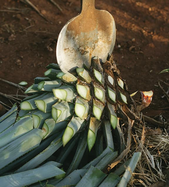 Campos de agave azul al amanecer
